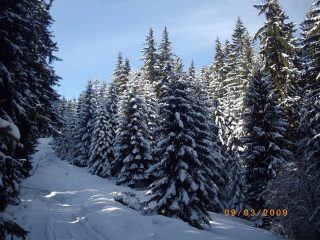 in foresta