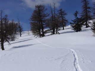 Il bel bosco che diventa sempre piu' rado