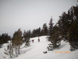la foresta si dirada