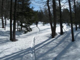 salendo nel bosco