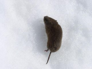 il mouse