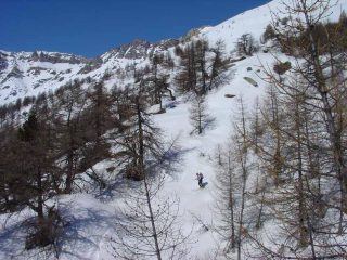 Scendendo nel lariceto