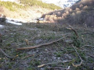 L'enorme valanga con bosco annesso