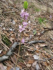Fiore di stecco