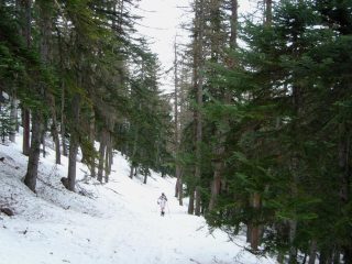 Si sale nel bosco