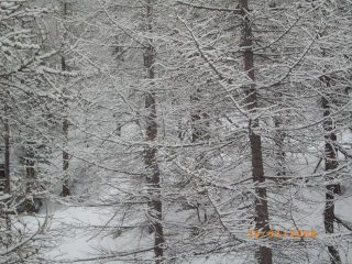 bosco innevato