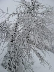 Neve