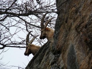Primo piano su........