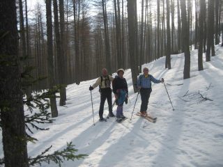 Bosco di larici nella parte bassa
