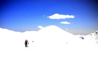 primians in wonderland