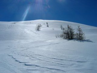 La parte nel bosco rado....