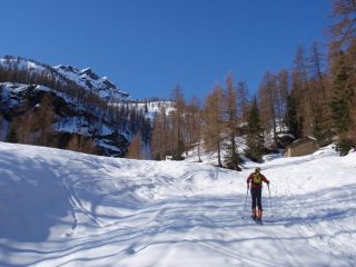 Salita nel bosco