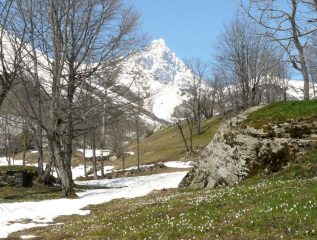 Il Monviso in ambiente ameno