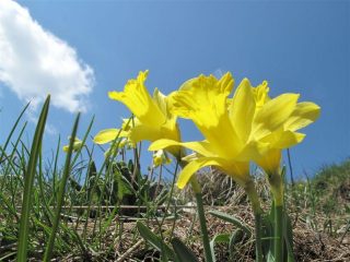 Finalmente i fiori