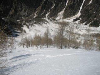 I larici delle morene