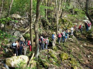 attraverso il bosco