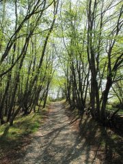 Il viale alberato dalla colla d'Onzo