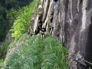 fioritura di asfodeli