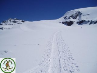 testa grigia e gobba di rollin