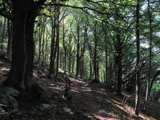 I faggi del lato nord della rocca