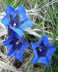 2009-05-19_1456.genzianelle