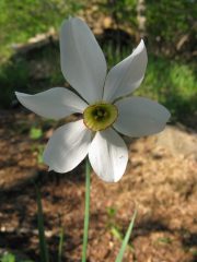 Narciso in primo piano