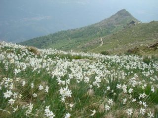Verso la Cavallaria