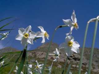 Narcisi