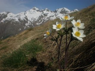 bella fioritura salendo a cima loit