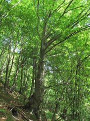 Nel bel bosco