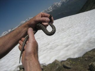 Vipera trovata viva sulla neve