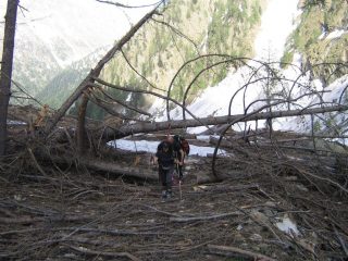 Devastazione da valanga