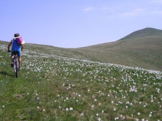 tra narcisi e genzianelle gg arranca verso cima mares