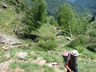 Piante abbattute sulla via del ritorno