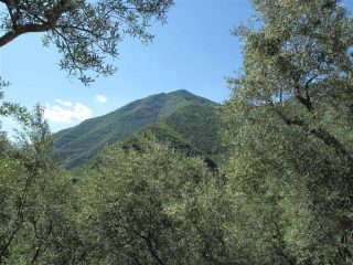 Tra gli ulivi spunta il Lapeu