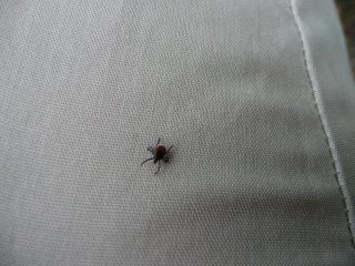 Zecca sui pantaloni.