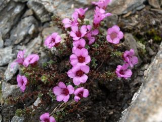 Fioritura in cima