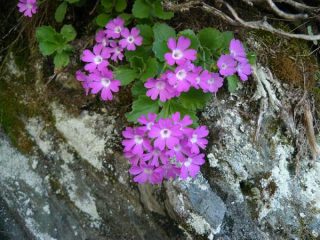 una primula rossa
