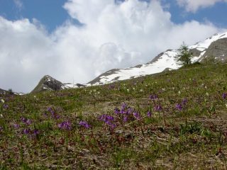 La neve si ritira......