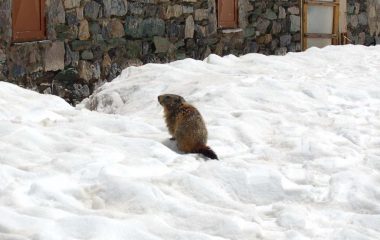 ospiti al rifugio.....