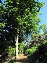 Nella splendida faggeta