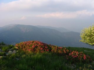 Rododendri in vetta.....