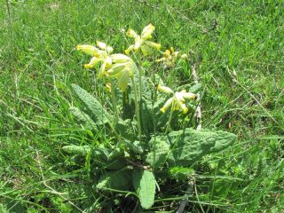 Primula