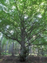 Nel bosco