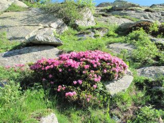 Rododendri