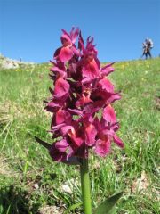 Orchidea
