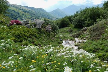 allegra fioritura con colori variopinti
