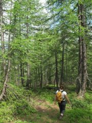 Nello splendido bosco delle Navette