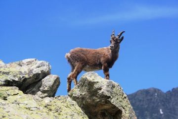 un po' esibizionista... ma davvero carino!!