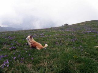 flora e .. fauna